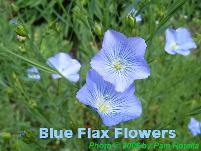Photo of blue flax flowers